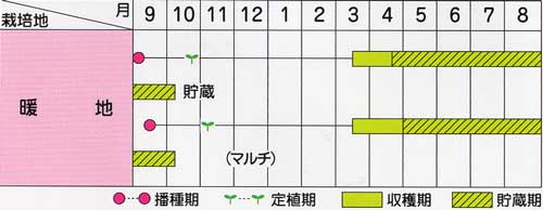 スーパーハイゴールド玉葱 つる新種苗