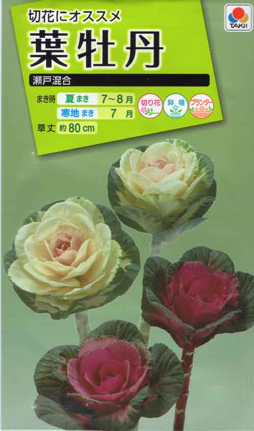 葉牡丹 ハボタン 瀬戸混合 つる新種苗