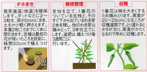 福耳 つる新種苗