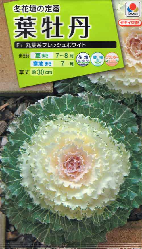 葉牡丹 ハボタン F1丸葉系フレッシュミックス つる新種苗
