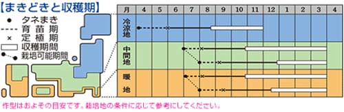 子持ちカンランファミリーセブン 種蒔き時 栽培時期