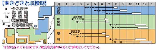 サボイキャベツ 種まき時期 栽培時期 一例